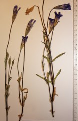 Gentianopsis detonsa raupii