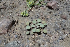 Pozoa volcanica