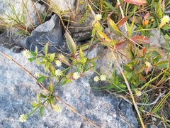 Alternanthera flavescens