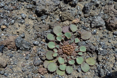 Pozoa volcanica