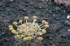 Pozoa volcanica