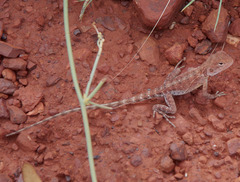 Ctenophorus caudicinctus