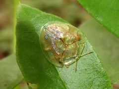 Coptocycla contemta