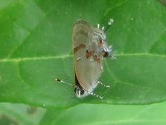 Rubroserrata ecbatana