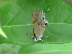 Rubroserrata ecbatana