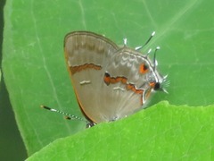 Rubroserrata ecbatana