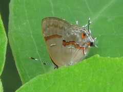 Rubroserrata ecbatana