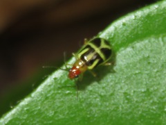 Metrobrotica geometrica