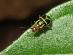 Metrobrotica geometrica