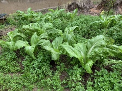 Brassica juncea integrifolia