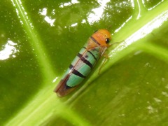 Amblyscarta trinotata