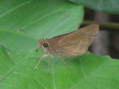 Vehilius stictomenes