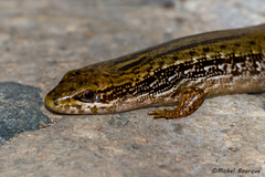 Diploglossidae