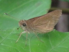 Vehilius stictomenes