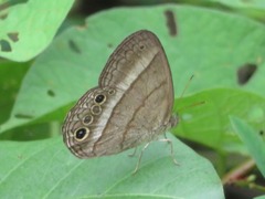 Yphthimoides maepius