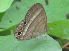 Yphthimoides maepius