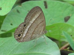 Yphthimoides maepius