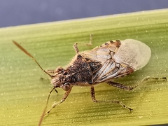 Liorhyssus hyalinus