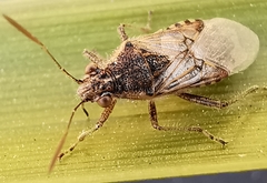 Liorhyssus hyalinus