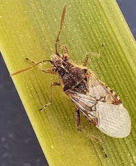 Liorhyssus hyalinus
