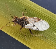 Liorhyssus hyalinus
