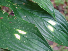 Columnea consanguinea