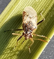 Liorhyssus hyalinus