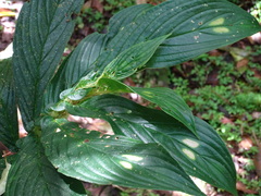 Columnea consanguinea