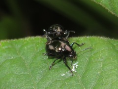 Typophorus nigritus