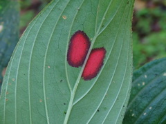 Columnea consanguinea