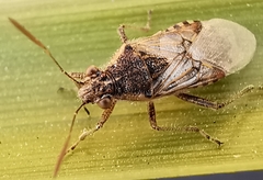 Liorhyssus hyalinus