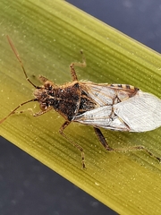 Liorhyssus hyalinus