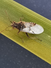 Liorhyssus hyalinus