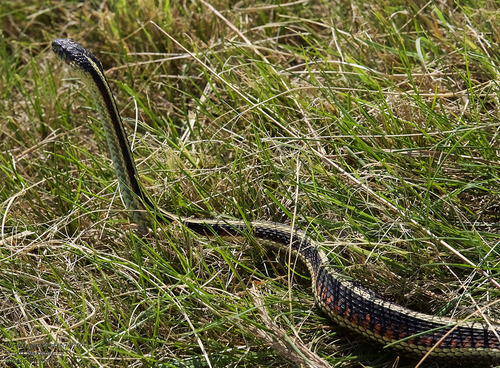 Red-sided Garter Snake photographed in North Dakota