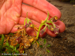 Erigeron cardaminifolius