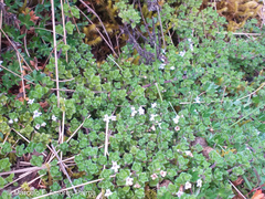 Clinopodium nubigenum