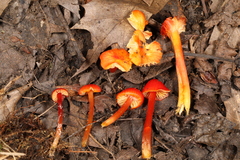 Hygrocybe minutula