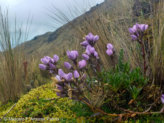 Gentianella foliosa