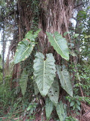 Philodendron maximum