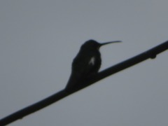 Anthracothorax nigricollis