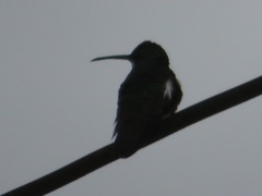 Anthracothorax nigricollis