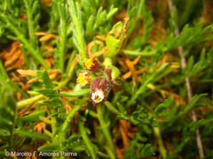Erigeron cardaminifolius
