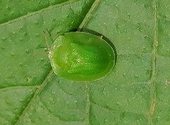 Aspidimorpha confinis