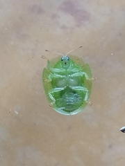 Aspidimorpha confinis