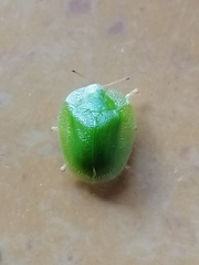 Aspidimorpha confinis