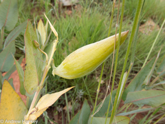 Gomphocarpus glaucophyllus