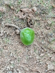 Aspidimorpha confinis