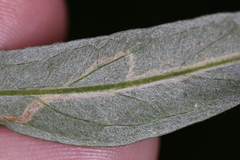 Liriomyza ptarmicae