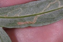 Liriomyza ptarmicae