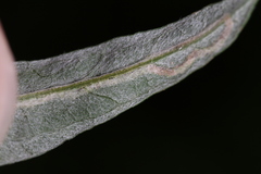 Liriomyza ptarmicae